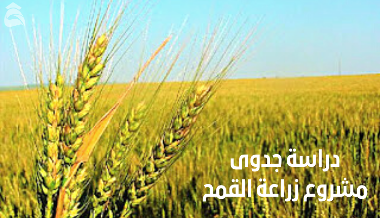 دراسة جدوى مشروع زراعة القمح