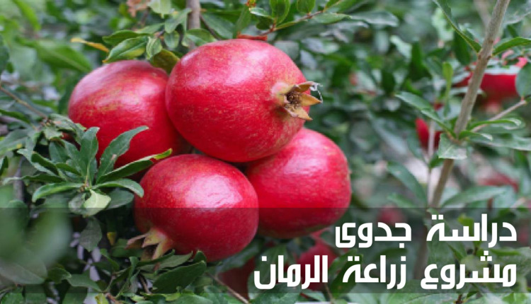 دراسة جدوى مشروع زراعة الرمان (Pomegranate cultivation project)