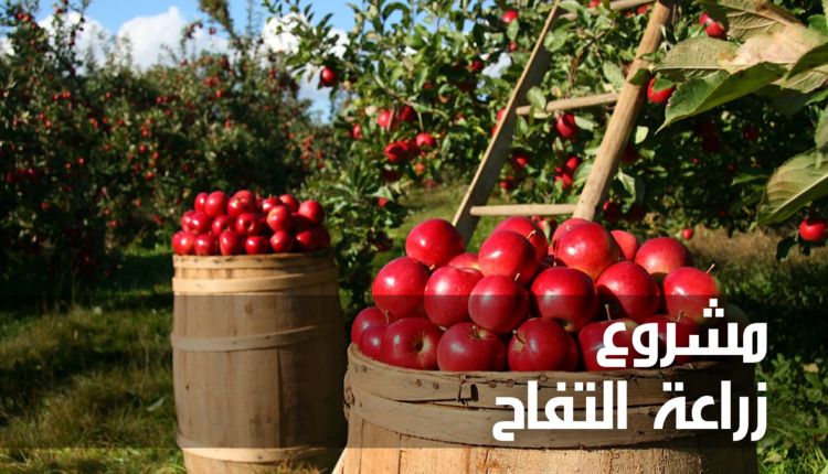 مشروع زراعة التفاح (Apple cultivation project)