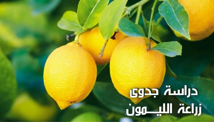 دراسة جدوى زراعة الليمون