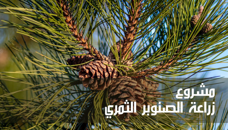 مشروع زراعة الصنوبر الثمري (Pine Cultivation Project)