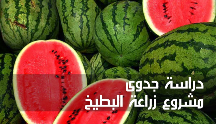 مشروع زراعة البطيخ (Watermelon Cultivation Project)