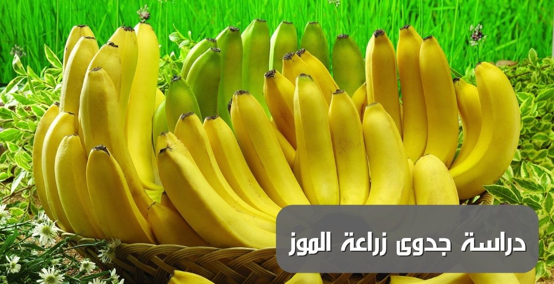 دراسة جدوى زراعة الموز