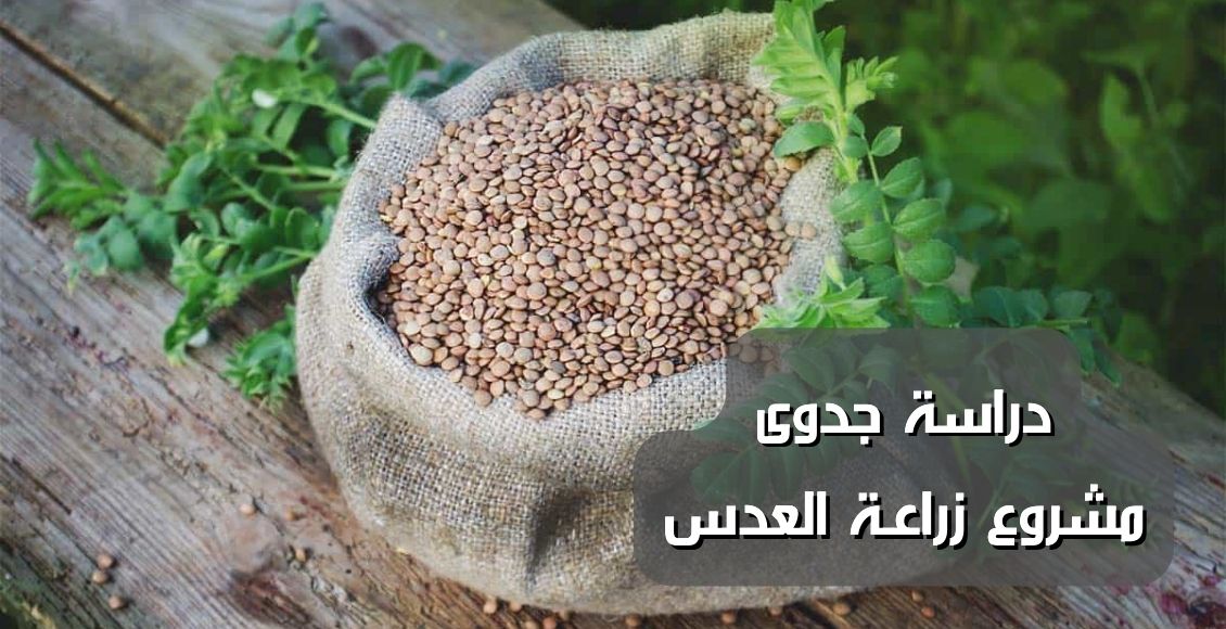 Feasibility study for lentil cultivation project دراسة جدوى مشروع زراعة العدس